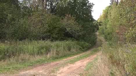 Canada-Nova-Scotia-Dirt-Track-In-Woods